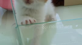 스코티쉬 폴드 분양전 놀아주기 영상 고양이 영상 장화신은고양이 귀여운 고양이영상
