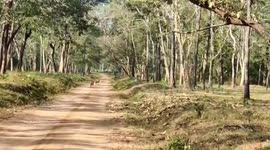 Irritated elephant charges towards pack of dogs in southern India