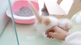 이쁘다 멍냥에서 고양이와 놀아주는 영상 스코티쉬폴드 폴드 장화신은고양이 귀여운고양이