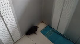 Man rescues a pigeon by hand after it flew into his kitchen