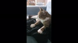 브리티쉬 숏헤어 아리의 꾹꾹이 놀이 - 밥을 먹고 기분이 좋으면 저렇게 하지요 ㅎㅎ
