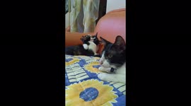Two cats cuddling sweetly beside a lonely cat on a cold weather