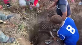 Female cow rescued after falling into a pit in Thailand