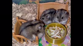 Mama & Baby Hamsters enjoy dinner time together