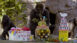 Watch a Gorilla Tear Into Her Presents and Cake On Her Birthday