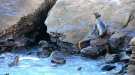 Seal Lions soaking up morning sun in La Jolla, San Diego California Beach Seal