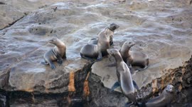 California Sea Lions in La Jolla, San Diego California swimming Seals