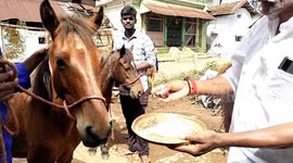 A wash, garlands and plates of food - horses enjoy thanksgiving festival in South India