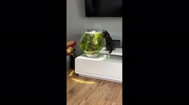 Curious kitten meets fish for the first time and tries to play.