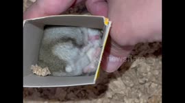 Adorable sleepy hamsters