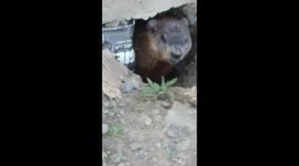 Groundhog looking out from its hole dug out from under urban sidewalk.