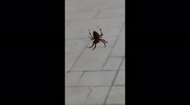 Spider suspended in mid-air against gray pattern background.