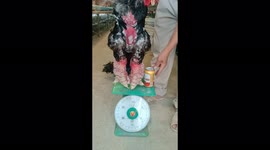 The rare rooster has huge legs, it's bigger than a beer