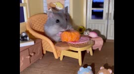 Adorable baby dwarf hamster enjoys TV dinner