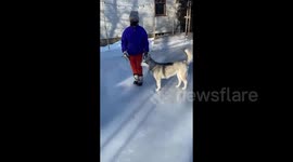 On slippery ice family dealing with covid positive isolation with our 3 active Alaskan Malamutes