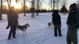 Alaskan Malamutes Sojou Fish and Dotty our sled dogs enjoying a 2021 Christmas Eve run