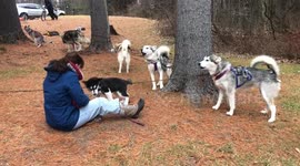 Canadian sled dog training with Mush Larose Club in Ontario Canada with our Alaskan Malamutes