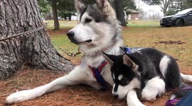 Introducing her baby Dotty to sled dog training our alaskan malamute Sojou is proving to be a nuturing mother