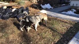 Alaskan Malamute Sojou and  her baby girl Dotty Double Down On Fish in Wrestlemania fun
