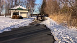 Alaskan Malamutes Sojou Fish and Dotty enjoying their time as a sled dog team in the making