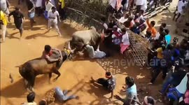 Angry bulls jump a fence landing in crowd of spectators during bull taming event in South India