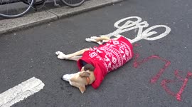 Dog in festive Christmas jumper is sleeping through Kill the Bill protest in central London