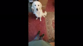 This dog thinks he's a Cat in this hilarious footage you won't believe it