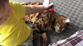 Gentle Bengal cat stands guard of her little baby brother at all times