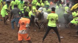Dozens injured in dangerous bull taming festival held in southern India