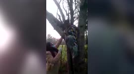 Girl perches herself on tree while trying to evade Covid19 jab in central India
