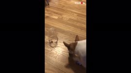 'Playful dog hilariously fails at cup challenge *SMARTNESS TEST* 
'