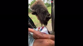 Little girl has a funny encounter with hungry bison at safari park