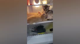 Beating the heat: Mother cat nurses kittens inside fridge during hot weather in Indonesia