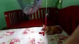 Smart pet cat rocks baby to sleep in the Philippines