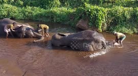 Elephants in South India worship elephant gods and celebrate harvest festivals with delicacies and fruits