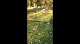 Cute Samoyed jumps accross a spring!