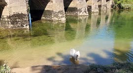 Samoyed jumps into river!