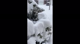 Canada: Major Blizzard Hammers Southern Ontario