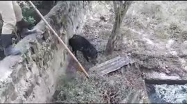 India firefighters rescue large wild boar from septic tank