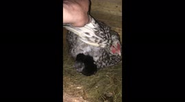 Chicken 'adopts' eight stray kittens and protects them like her own