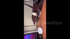 'Baby Yoda': Meet the adorable SUGAR GLIDER SIBLINGS capturing hearts on social media