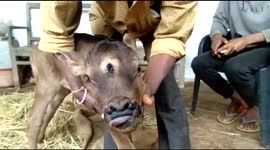 Unique calf is born with 3 eyes in central India