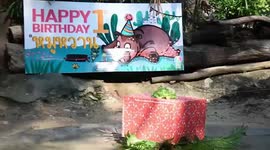 Baby hippo receives giant gift for first birthday in Thai zoo