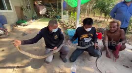 Giant king cobra caught under family's kitchen cupboard in Thailand