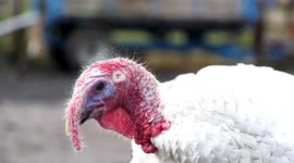 Britain's toughest turkey that gets into brawls with foxes, dogs and the postman - has recruited a DUCK accomplice