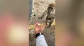 Greedy monkey steals tourist's drink in Malaysia