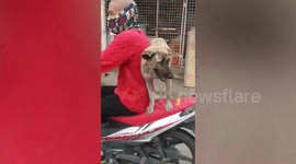Pet dog rides pillion on motorcycle while standing in the Philippines