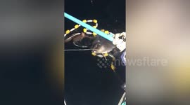 Kind fishermen saves large Mola mola fish stuck in net