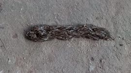 Bizarre mass of worms slithers across ground in Thailand