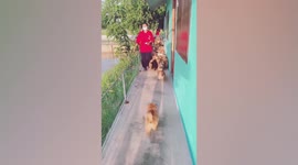 Adorable pet Pomeranians fill walkway in a kennel farm